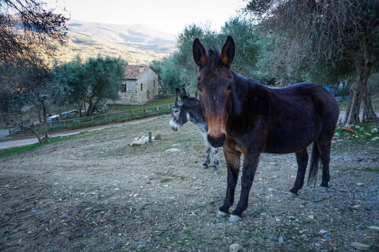 Penzion La Casina Di Giannetto Seggiano Exteriér fotografie